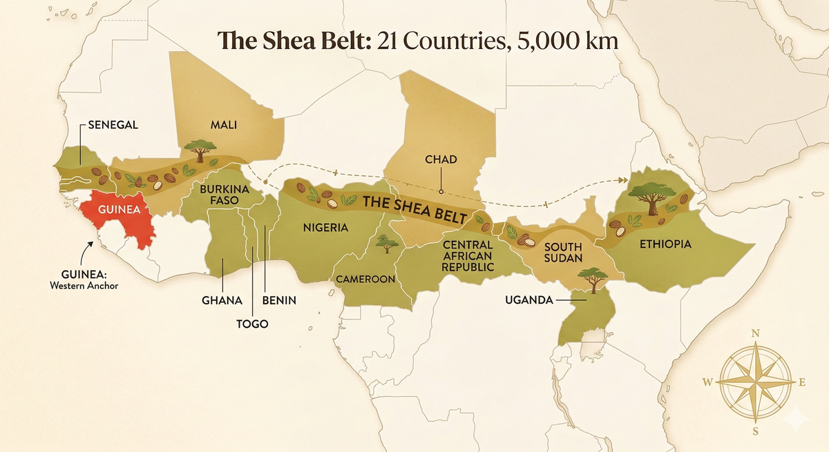 Why All African Shea Butter Is Not Built the Same